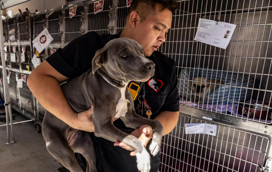 Waynesville Animal Shelter: A Comprehensive Guide Waynesville Animal Shelter