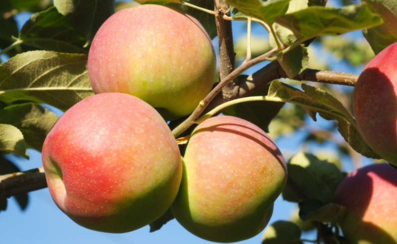 From Orchard to Table: The Journey of Paula Red Apples paula red apples