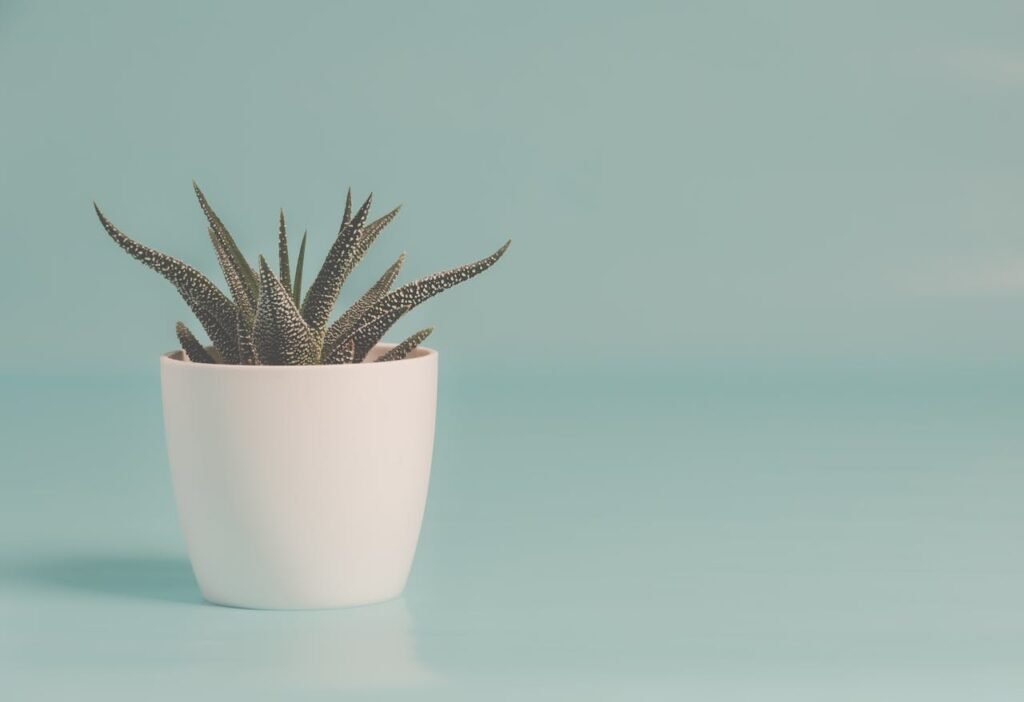 quarter acre pot